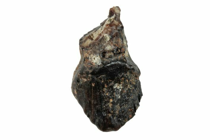 Fossil Nodosaur Tooth - Judith River Formation #260314